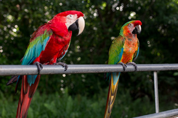 Naklejka na ściany i meble Tropical Birds in Maui, Hawaii