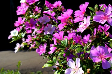 pink flowers in the garden