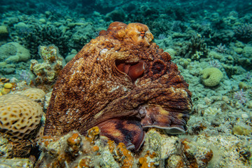 Octopus king of camouflage in the Red Sea, eilat israel 