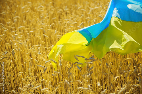 flag of Ukraine is blue-yellow lying on ripe wheat. Yellow wheat field in Ukraine. Independence Day of Ukraine, flag day.