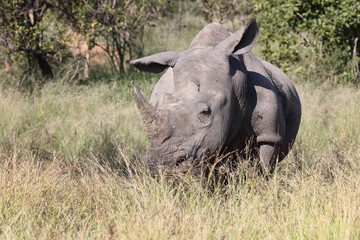 Obraz premium Breitmaulnashorn / Square-lipped Rhinoceros / Ceratotherium Simum