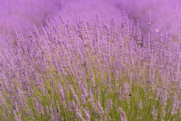Fototapeta premium Blooming lavender in a field close-up, in the summer in the sunlight at sunset