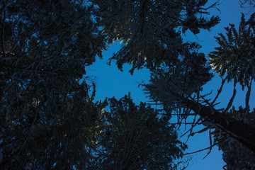 View of the snow covered branches of beech trees in the winter forest up at the sky