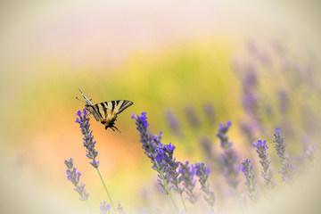 Beautiful Papilio machaon butterfly on lavender