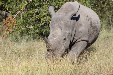 Obraz premium Breitmaulnashorn / Square-lipped Rhinoceros / Ceratotherium Simum