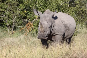Foto op Plexiglas Breitmaulnashorn / Square-lipped Rhinoceros / Ceratotherium Simum © Ludwig