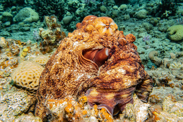 Octopus king of camouflage in the Red Sea, eilat israel 