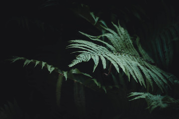 fern leaves nature botanic wallpaper