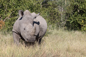 Fototapeta premium Breitmaulnashorn / Square-lipped Rhinoceros / Ceratotherium Simum