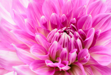 White and purple pink colourful dahlia flower macro photo with intense vivid colors with beautiful fresh blossoming flower head details.