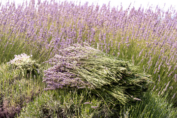 A bouquet of lavender. Lavender Harvest on a field.