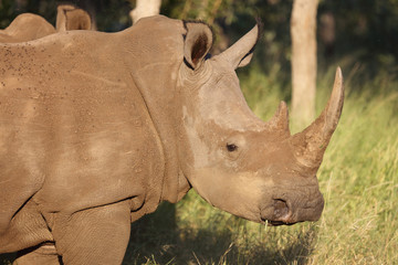 Obraz premium Breitmaulnashorn / Square-lipped Rhinoceros / Ceratotherium Simum