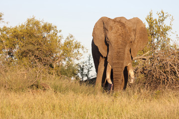 Afrikanischer Elefant / African elephant / Loxodonta africana