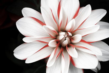 Details of white, pink and red dahlia flower macro close up photography isolated on dark black background.