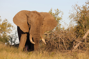 Afrikanischer Elefant / African elephant / Loxodonta africana