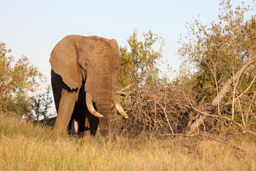Afrikanischer Elefant / African elephant / Loxodonta africana