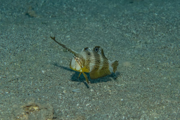Fish swim in the Red Sea, colorful fish, Eilat Israel