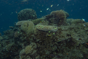 Fototapeta premium Coral reefs and water plants in the Red Sea, Eilat Israel