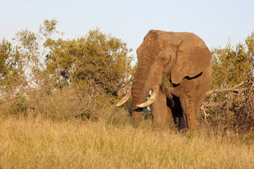 Afrikanischer Elefant / African elephant / Loxodonta africana