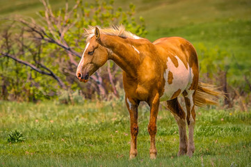Horse grazing on a windy day.
