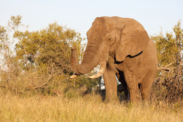 Afrikanischer Elefant / African elephant / Loxodonta africana