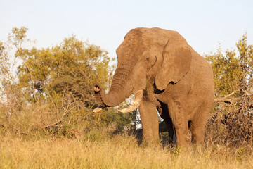 Afrikanischer Elefant / African elephant / Loxodonta africana