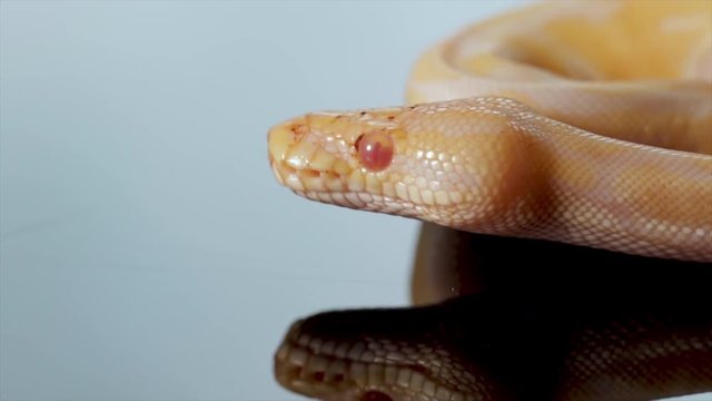 Albino snake close up. Macro portrait of Pet snake with orange white coloring and red eyes. Exotic pet animals close up. Serpent sitting still waiting for prey. 