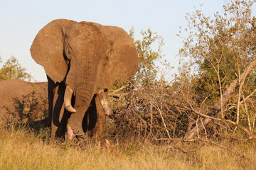 Afrikanischer Elefant / African elephant / Loxodonta africana