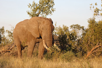 Afrikanischer Elefant / African elephant / Loxodonta africana
