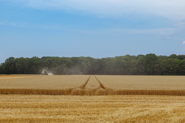 Fototapeta premium Outdoor sunny view of working combine harvester tractor harvest on golden oat or wheat field during harvesting summer season against deep blue sky in Meerbusch, countryside of Düsseldorf, Germany.