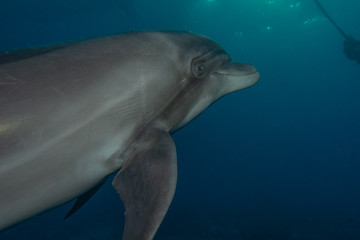 Dolphin swimming with divers in the Red Sea, Eilat Israel