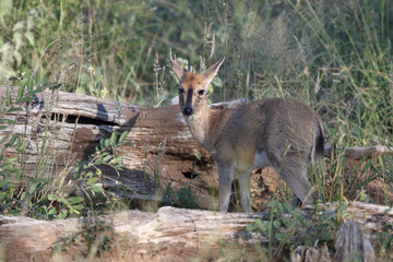 Kronenducker / Common duiker / Sylvicapra grimmia