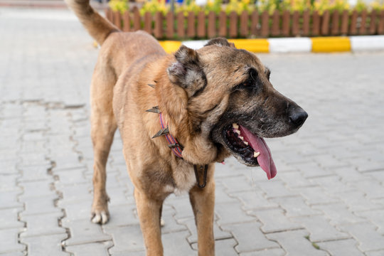 sheep dog spike collar