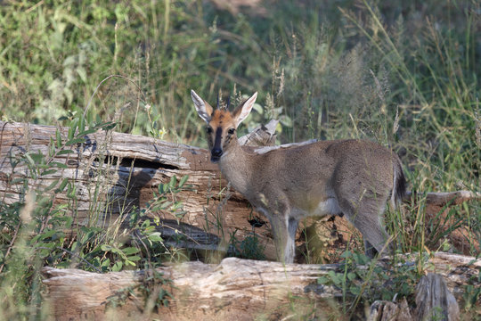 Kronenducker / Common duiker / Sylvicapra grimmia
