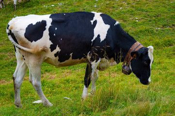 Black and white cow in Asiago number one