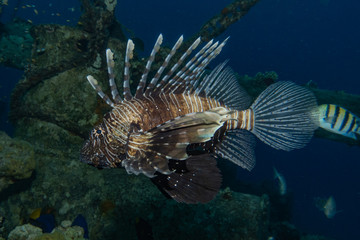 Lion fish in the Red Sea colorful fish, Eilat Israel