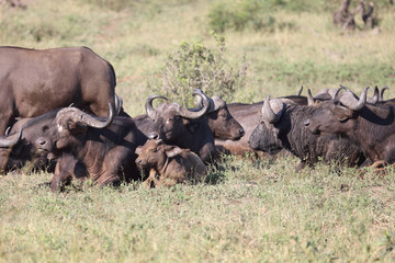 Obraz premium Kaffernbüffel / Buffalo / Syncerus caffer