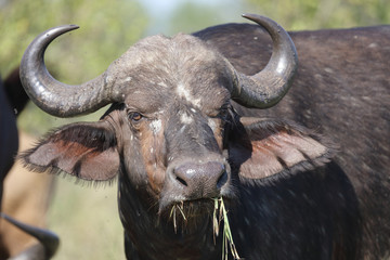 Kaffernbüffel / Buffalo / Syncerus caffer
