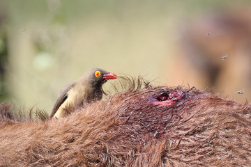 Rotschnabel-Madenhacker / Red-billed oxpecker / Buphagus erythrorhynchus.