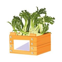 fresh vegetable scallion in wooden basket