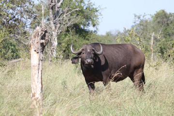 Kaffernbüffel / Buffalo / Syncerus caffer