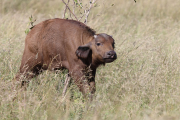 Kaffernbüffel / Buffalo / Syncerus caffer........