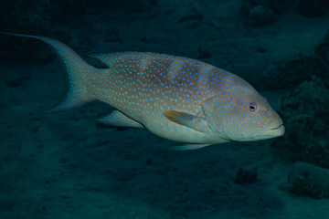 Fish swim in the Red Sea, colorful fish, Eilat Israel
