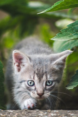 Little cute striped gray kitten behind the leaves in the garden