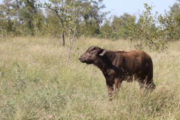 Kaffernbüffel / Buffalo / Syncerus caffer........