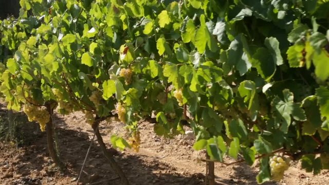 Close up view of ripe grapes in vineyard with blurred background