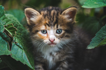 Little cute colorful kitten playing in the garden