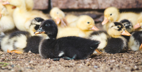Little black duckling in a crowd of ducklings