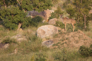Großer Kudu / Greater Kudu / Tragelaphus strepsiceros.