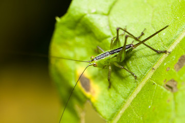 Green cricket with sword shaped tail and spikes, katydid or grasshopper insect attached to a leaf macro closeup photo.